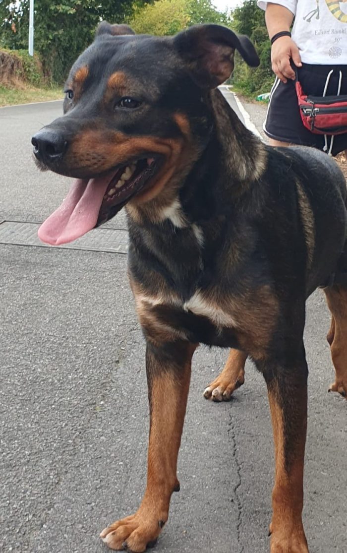 Tiglio,  mix Rott, ipovedente a un occhio