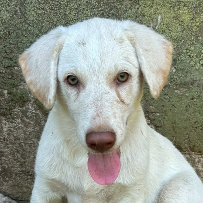 Lumi cerca la sua famiglia