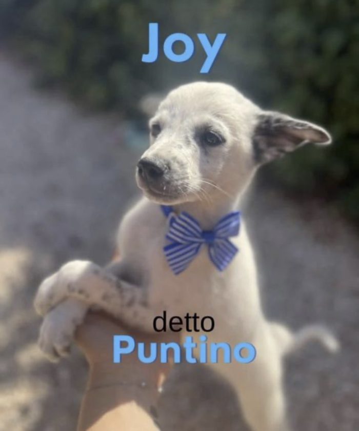 Joy dolcissimo cucciolo in canile