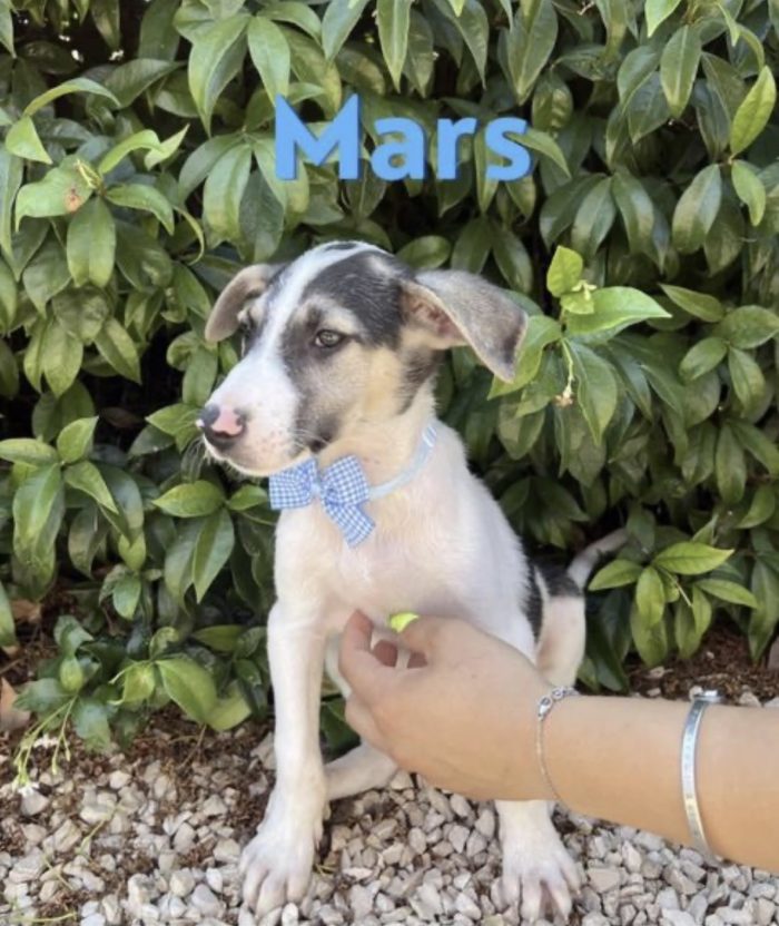 Mars un dolcissimo cucciolo in canile