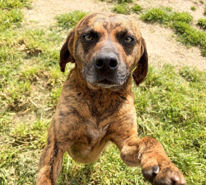 Tigro,un cane che si fa volere bene