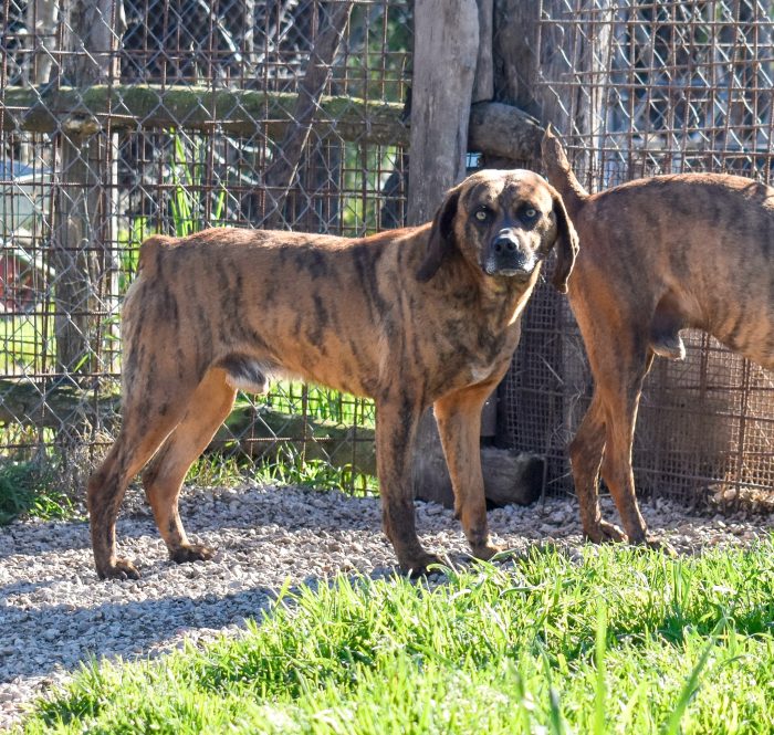 Tigro,un cane che si fa volere bene