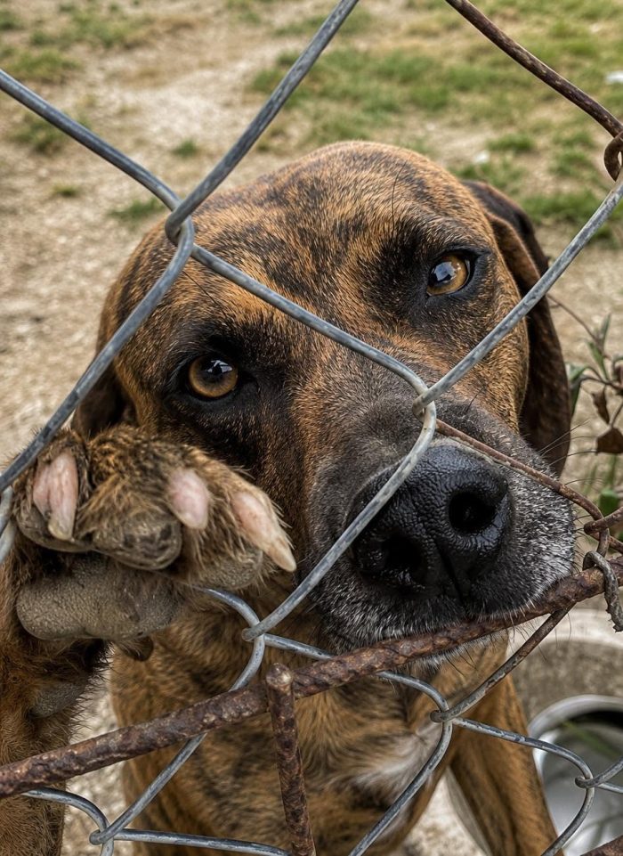 Tigro,un cane che si fa volere bene