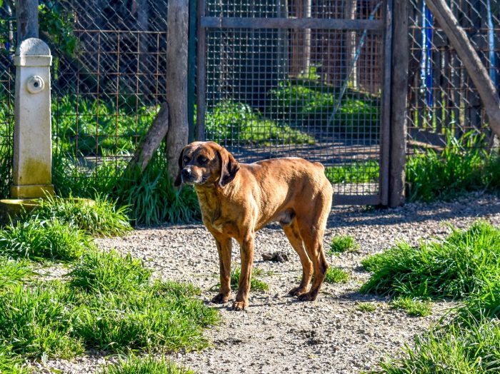 Tigro,un cane che si fa volere bene - media 5