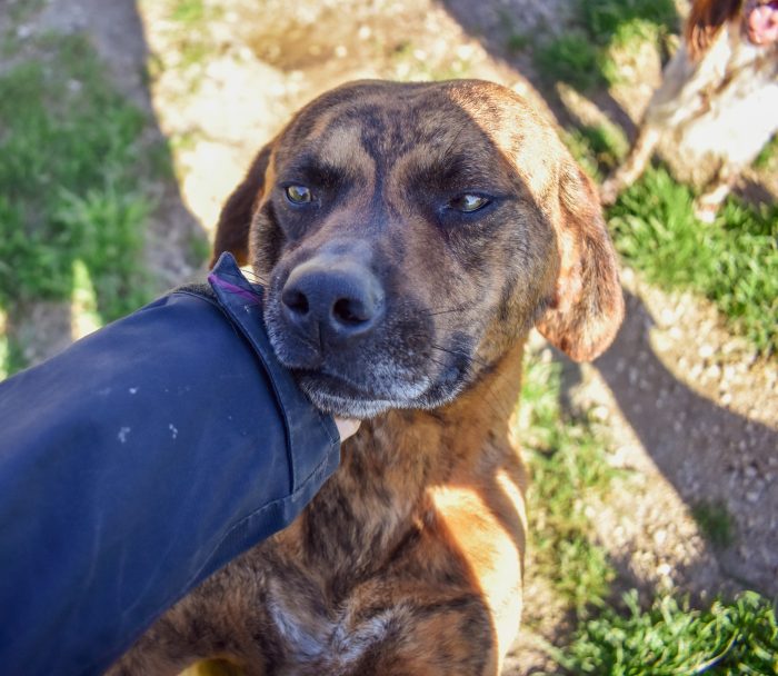 Tigro,un cane che si fa volere bene - media 4