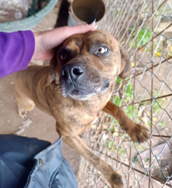 Tigro,un cane che si fa volere bene - media 7