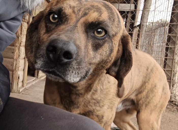Tigro,un cane che si fa volere bene - media 6