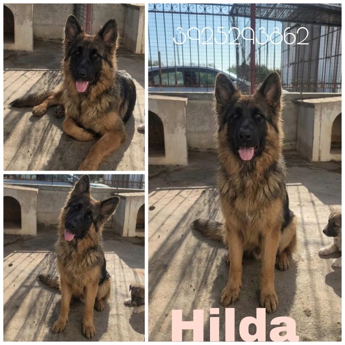Hilda una bellissima Pastorina in canile!
