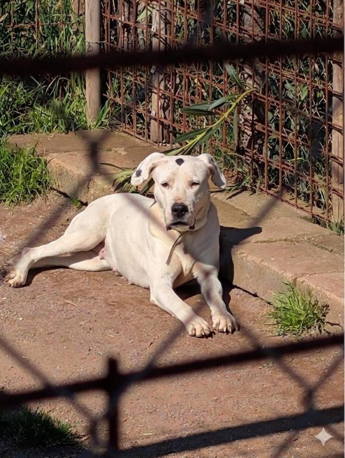 Diva.dolcissima e delicata cagnolina