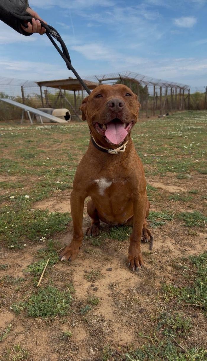 Alice,pit docile e tranquilla in cerca di famiglia