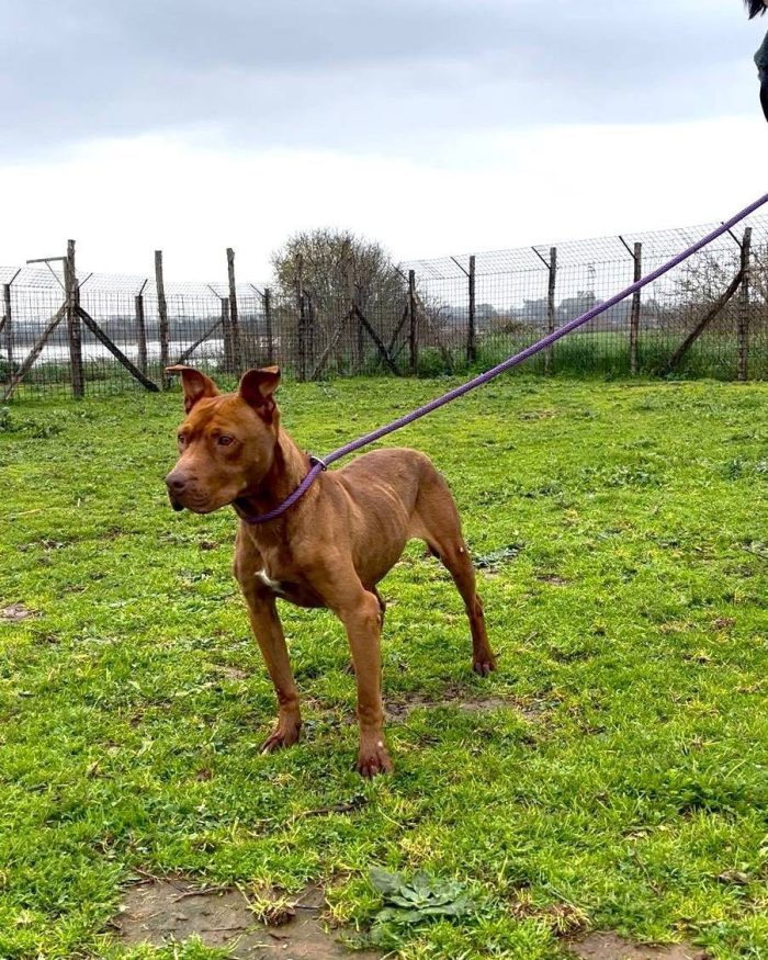 Alice,pit docile e tranquilla in cerca di famiglia