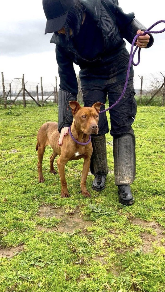 Alice,pit docile e tranquilla in cerca di famiglia