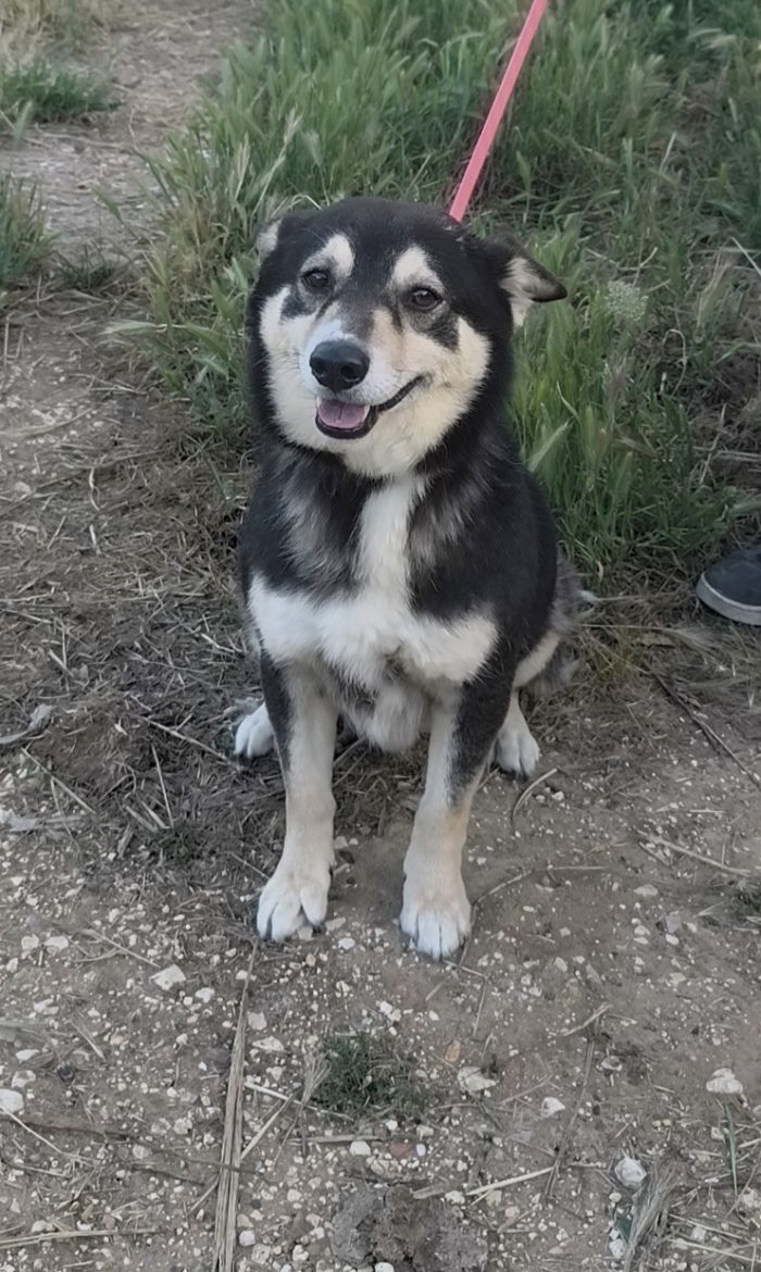 Balto dolcissimo cagnolino ancora in cerca di una casa