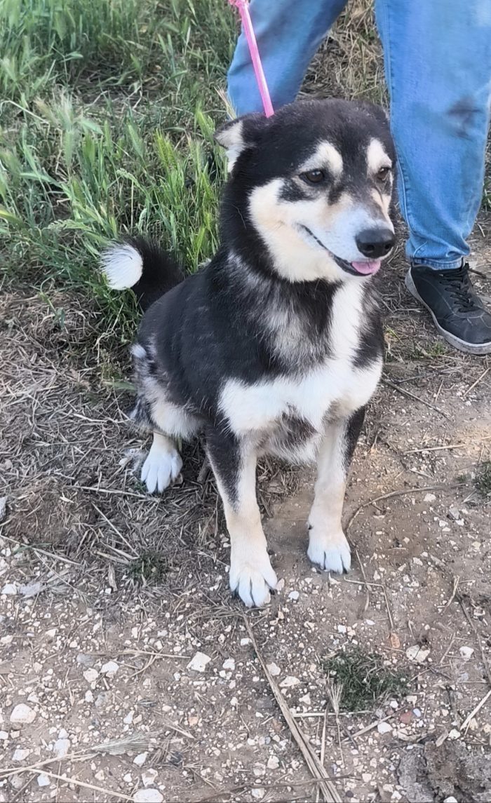 Balto dolcissimo cagnolino ancora in cerca di una casa