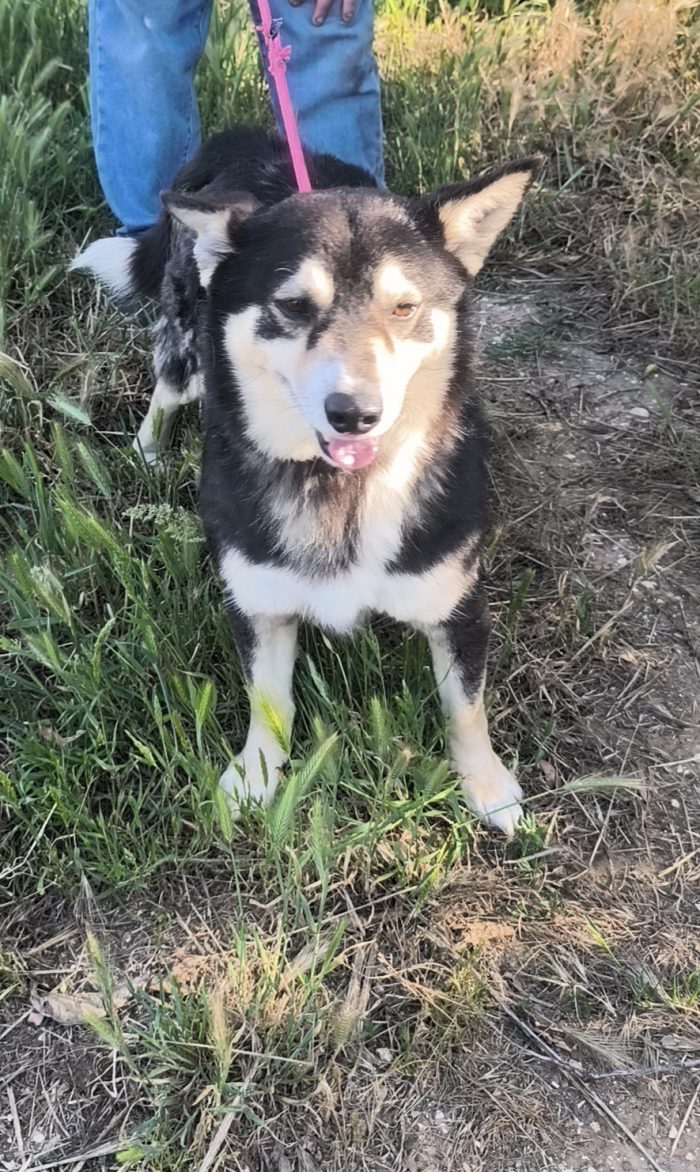 Balto dolcissimo cagnolino ancora in cerca di una casa - media 5