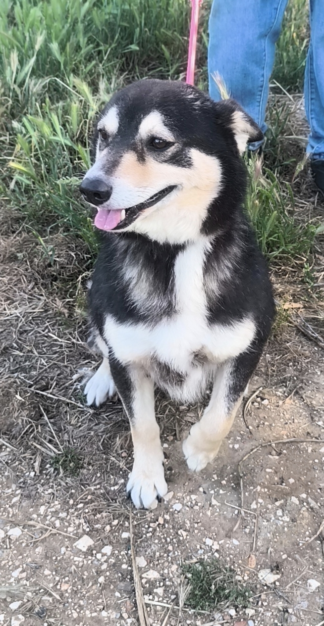 Balto dolcissimo cagnolino ancora in cerca di una casa