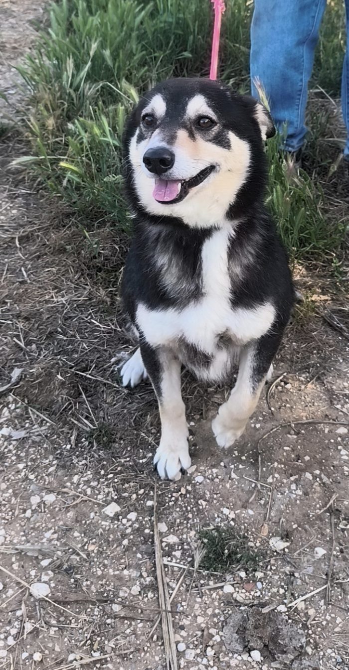 Balto dolcissimo cagnolino ancora in cerca di una casa - media 4