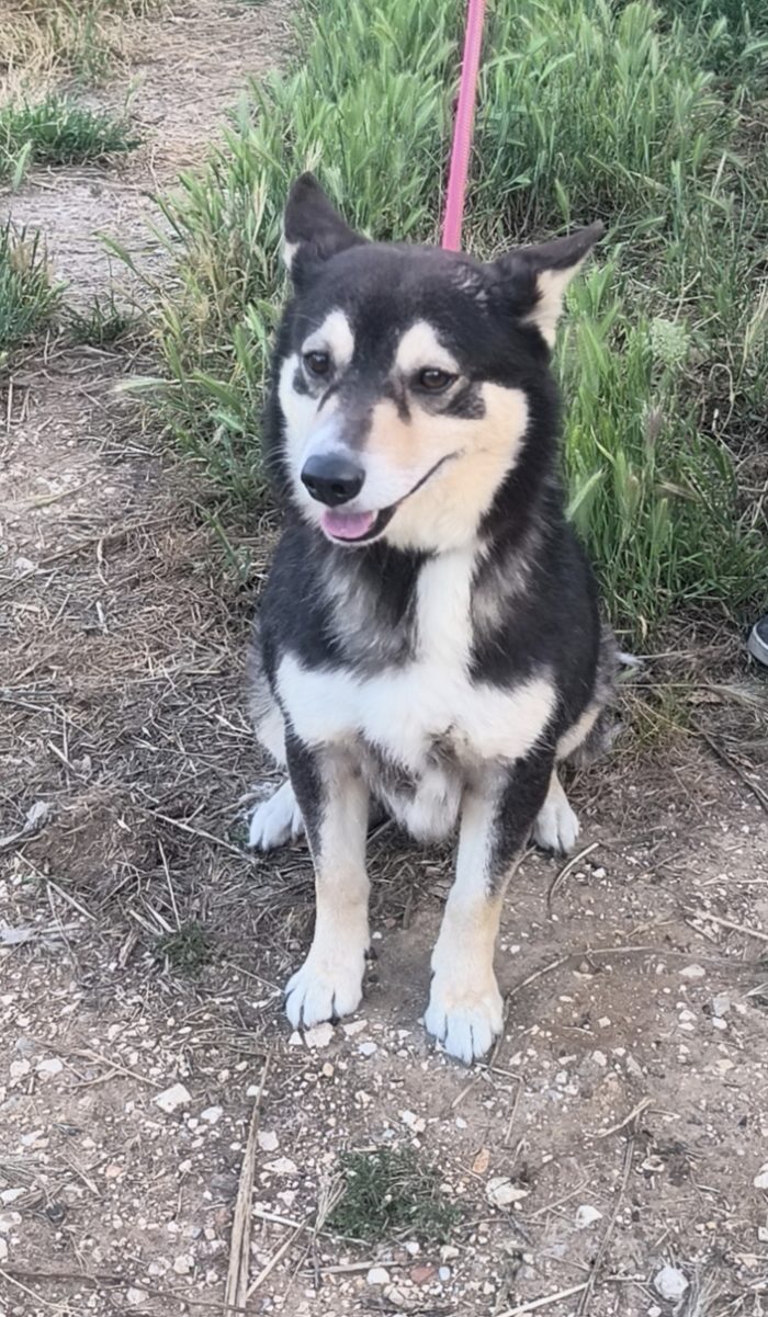 Balto dolcissimo cagnolino ancora in cerca di una casa - media 6