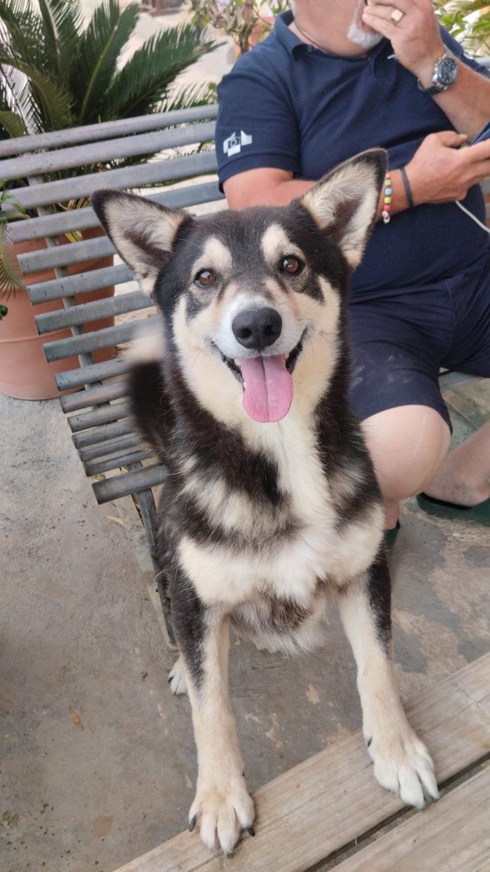 Balto dolcissimo cagnolino ancora in cerca di una casa - media 7