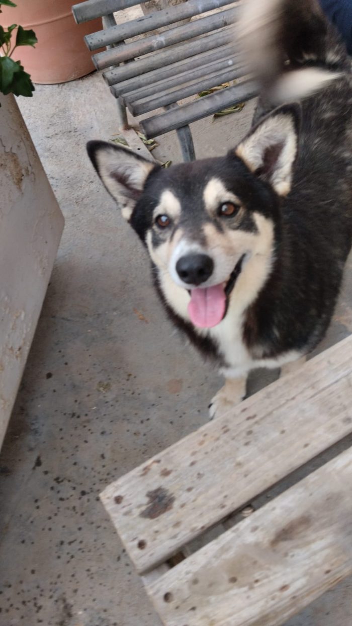 Balto dolcissimo cagnolino ancora in cerca di una casa - media 8