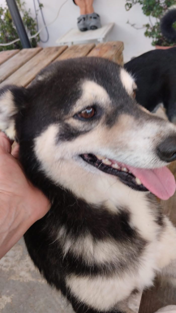Balto dolcissimo cagnolino ancora in cerca di una casa - media 10