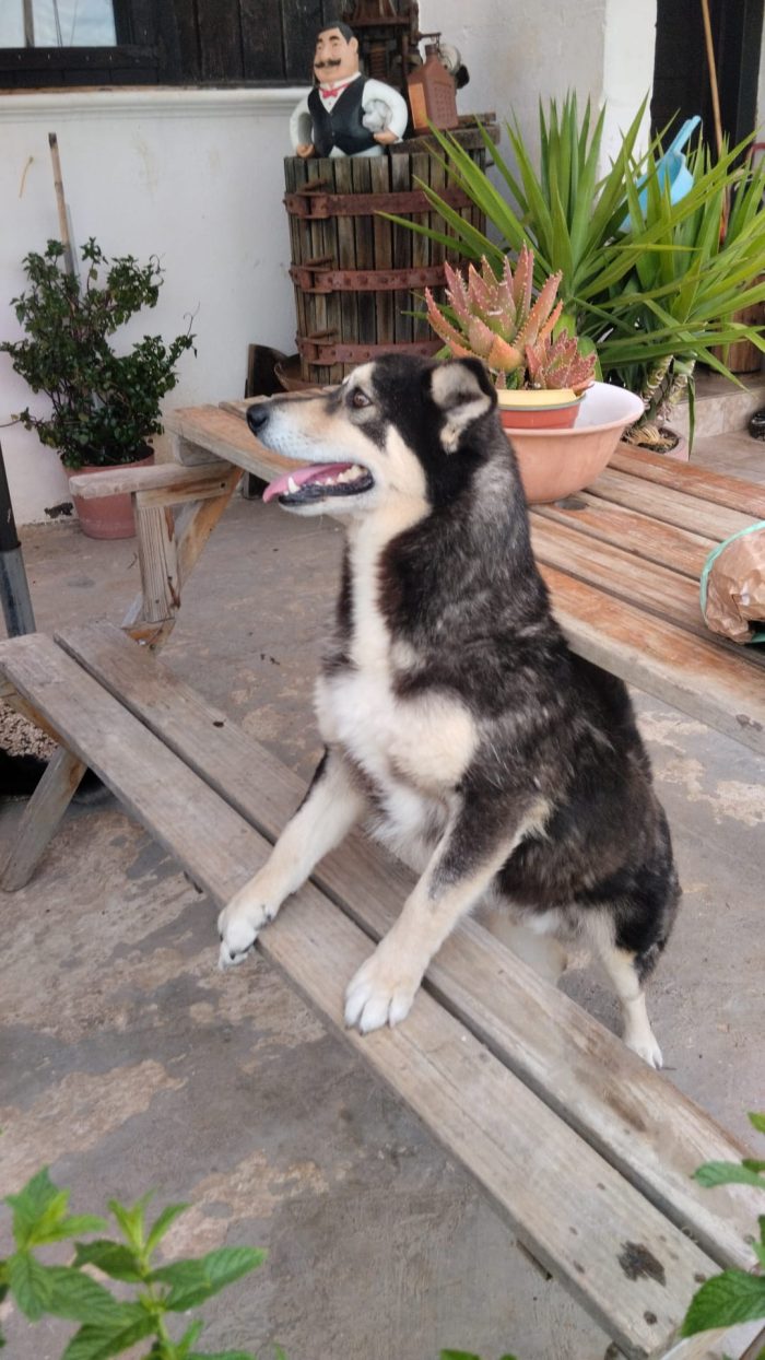 Balto dolcissimo cagnolino ancora in cerca di una casa - media 9