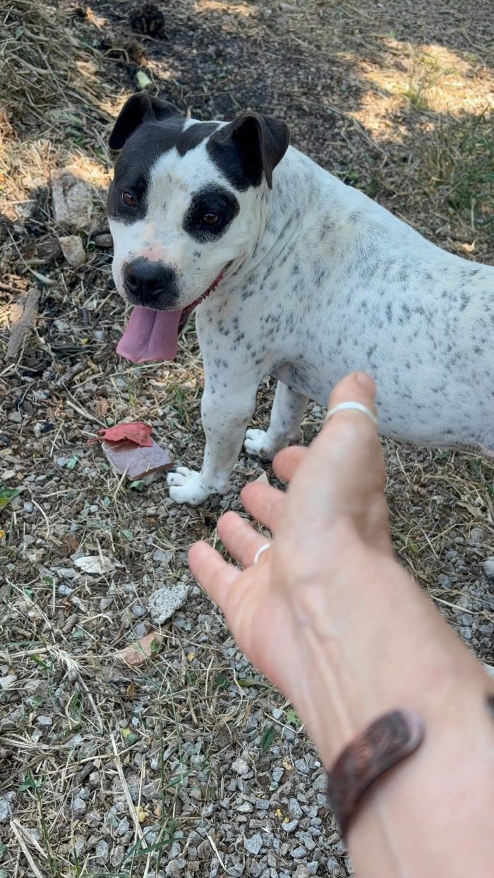 Mini pit bullina, 16 kg. neanche 3 anni