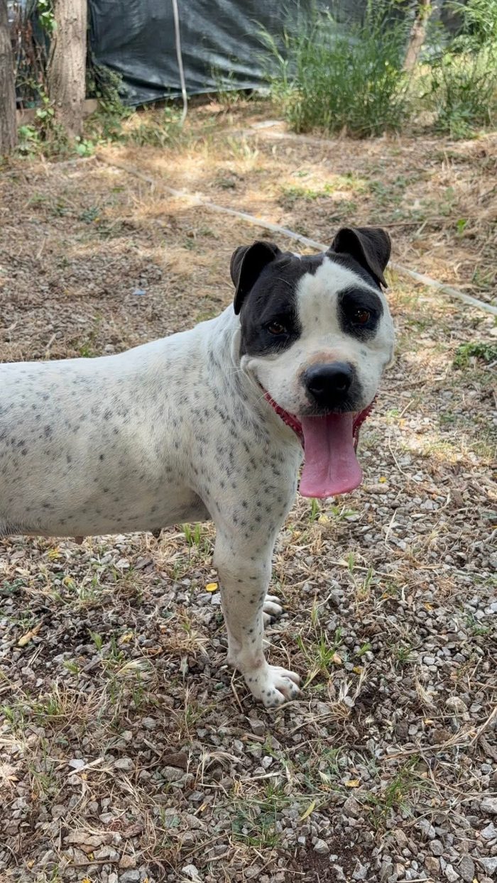Mini pit bullina, 16 kg. neanche 3 anni
