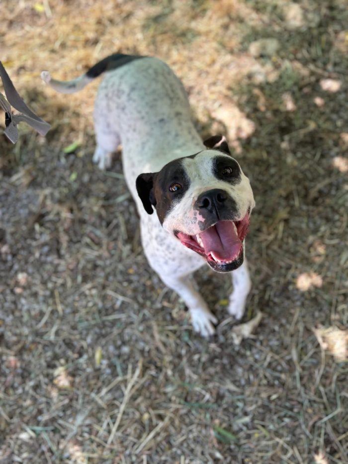 Mini pit bullina, 16 kg. neanche 3 anni - media 4