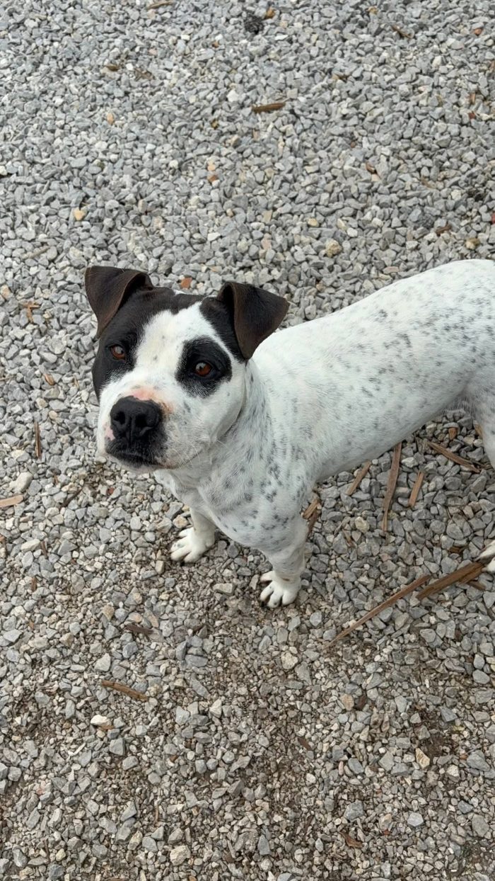 Mini pit bullina, 16 kg. neanche 3 anni - media 5