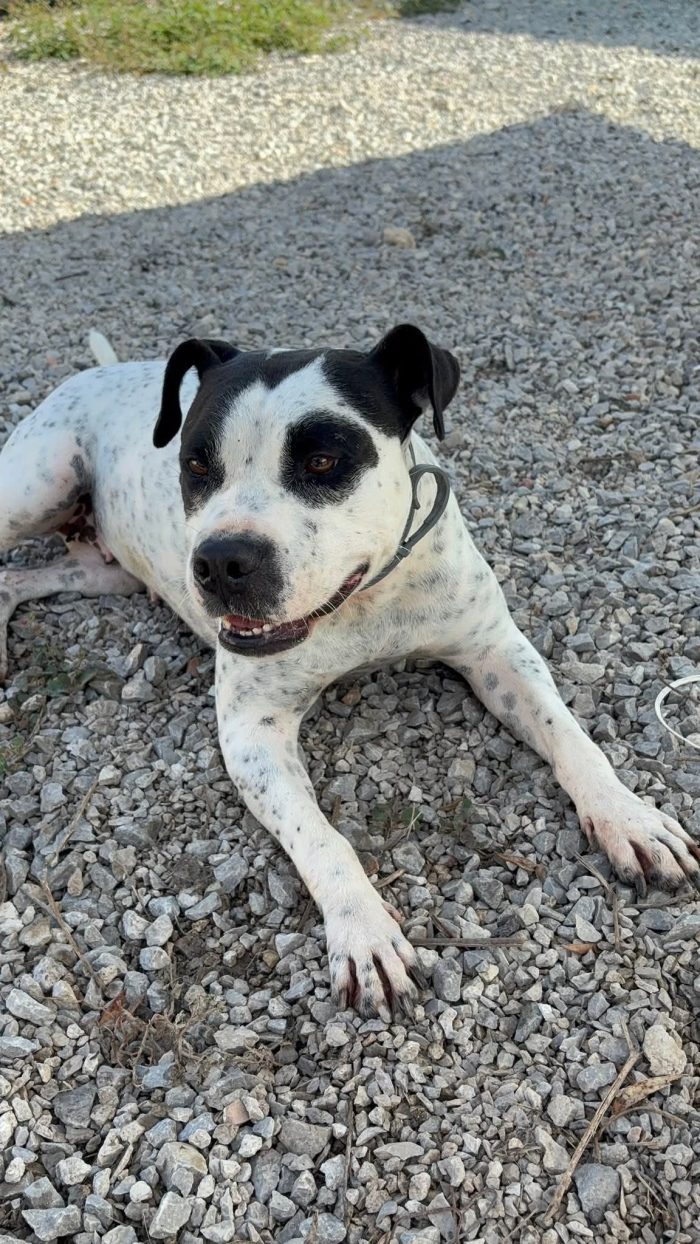 Mini pit bullina, 16 kg. neanche 3 anni - media 7