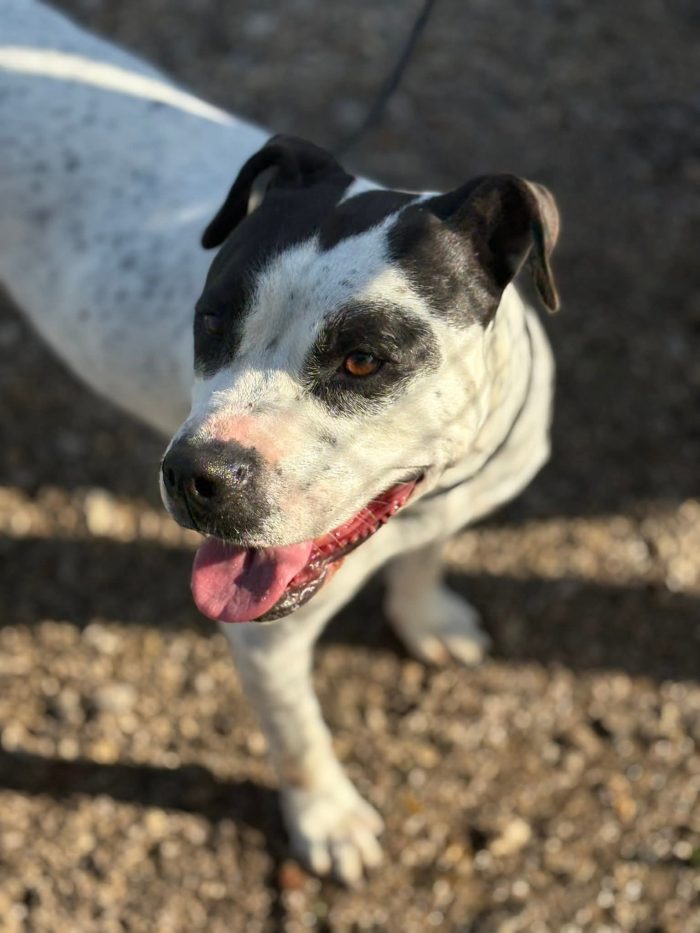 Mini pit bullina, 16 kg. neanche 3 anni - media 6