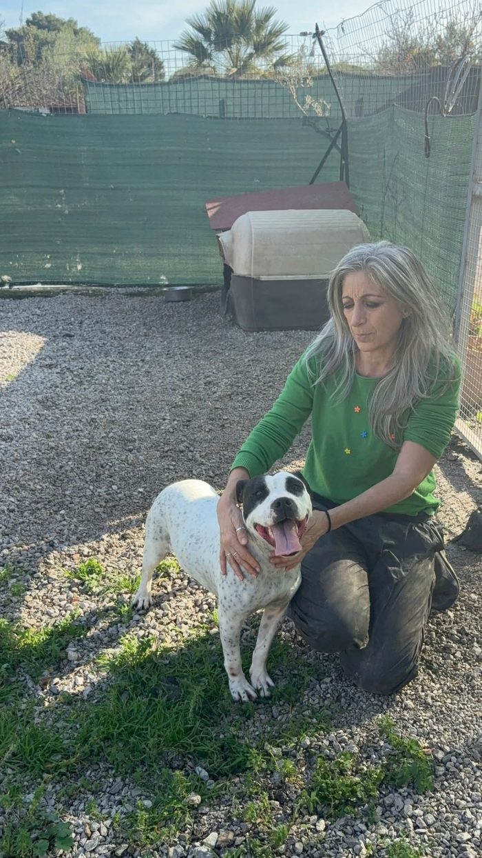 Mini pit bullina, 16 kg. neanche 3 anni - media 8