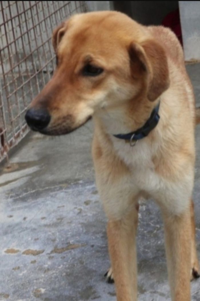 Bryan 4/5anni portato in canile dai padroni 3anni fa..non ha piu trovato una famiglia come si deve! PUGLIA