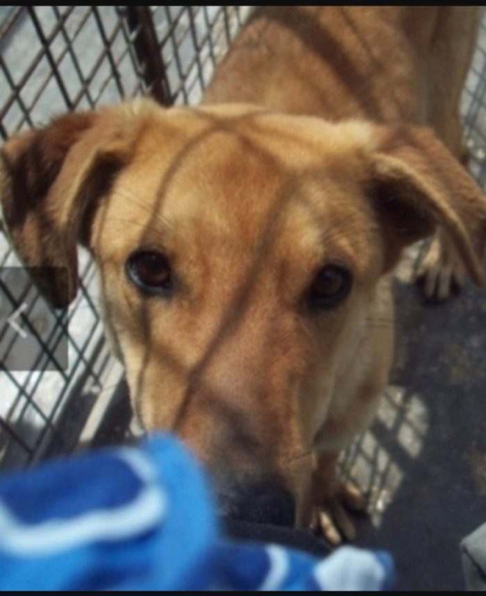 Bryan 4/5anni portato in canile dai padroni 3anni fa..non ha piu trovato una famiglia come si deve! PUGLIA