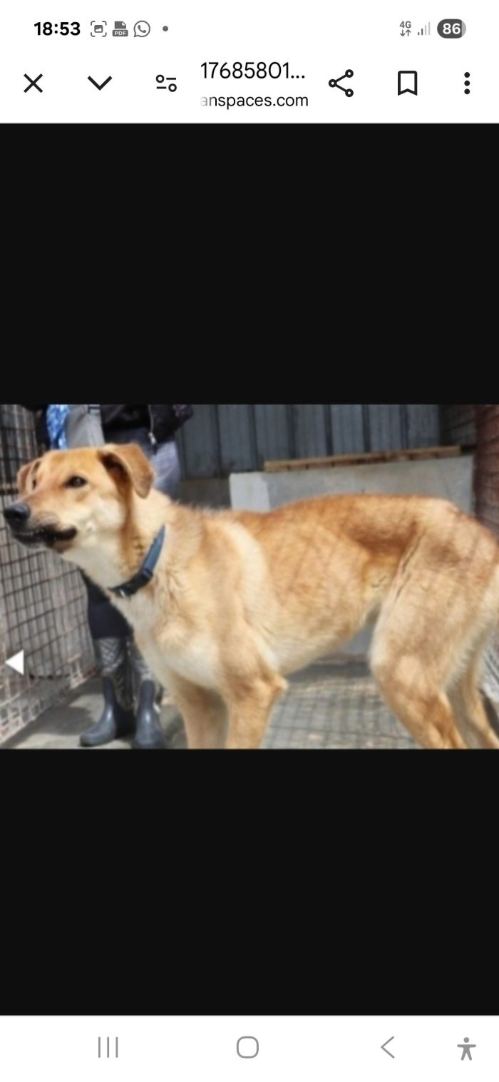 Bryan 4/5anni portato in canile dai padroni 3anni fa..non ha piu trovato una famiglia come si deve! PUGLIA