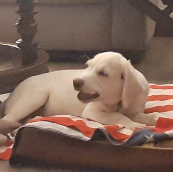 Cocca sui 4mesi mix Labrador,fratellino adottato,rimasta sola.CAGLIARI - media 4