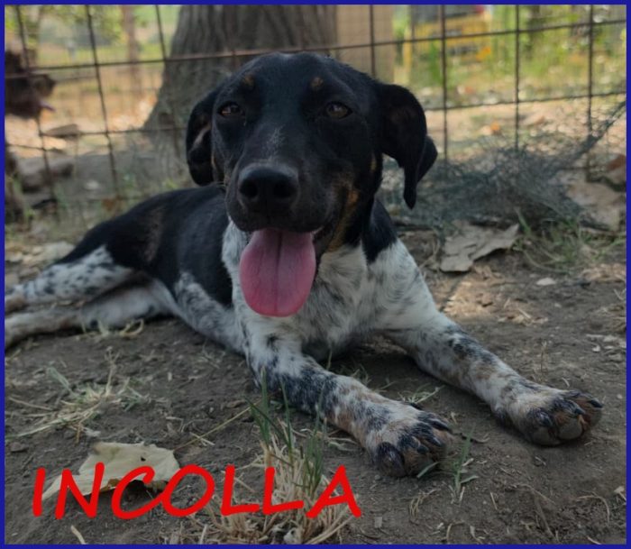 INCOLLA TENERA CUCCIOLOTTA CERCA UNA MAMMINA TUTTA SUA!