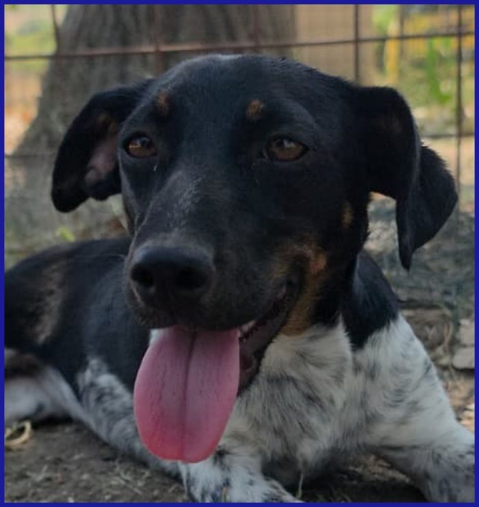 INCOLLA TENERA CUCCIOLOTTA CERCA UNA MAMMINA TUTTA SUA!
