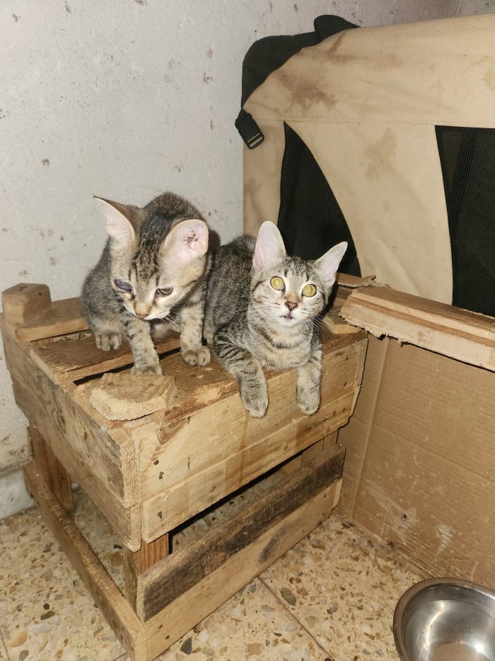 3micini tigrati quasi  3mesi vivono in 1stanza COSENZA