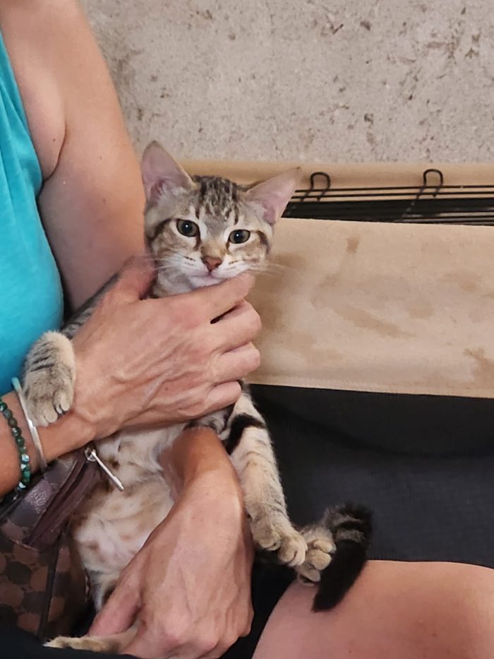 3micini tigrati quasi  3mesi vivono in 1stanza COSENZA - media 5