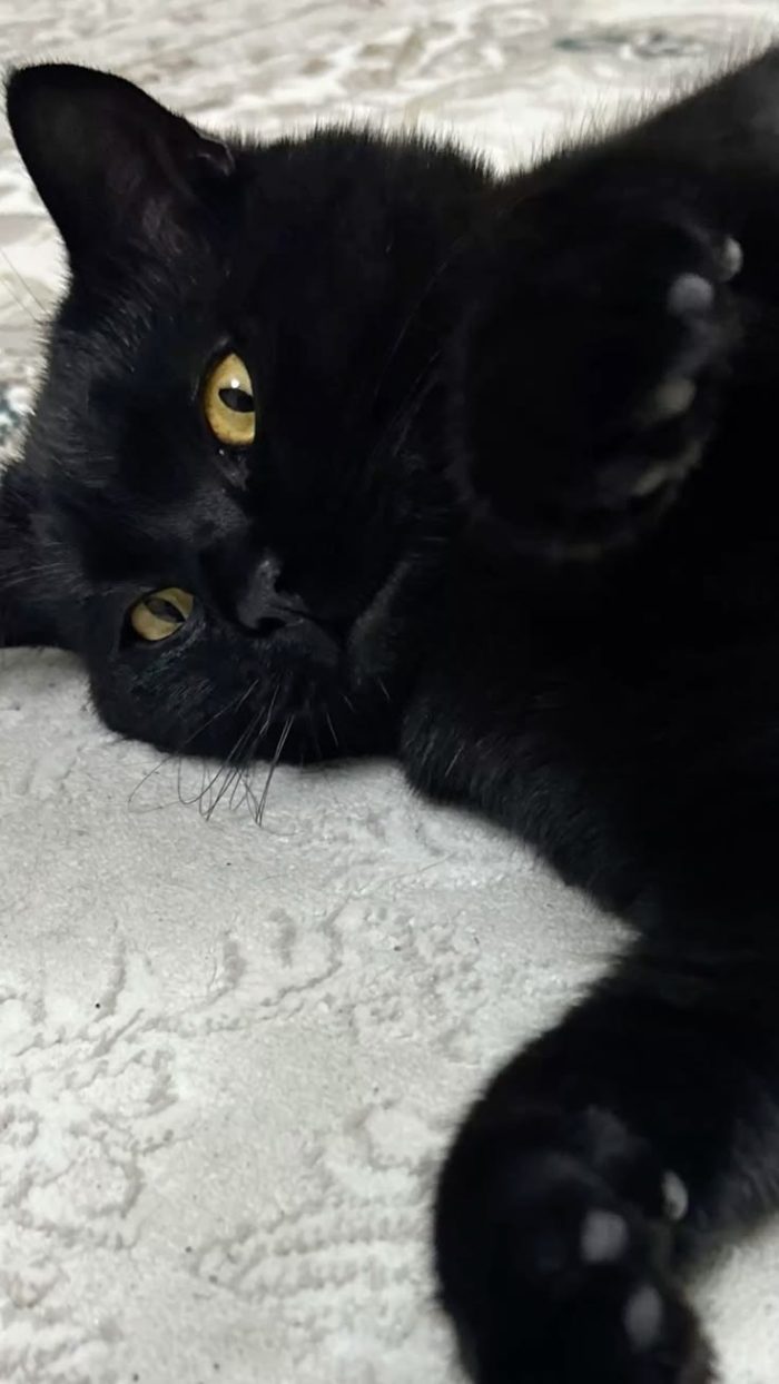 Adorabile minu in cerca di una casa accogliente e definitiva dove restare per sempre.