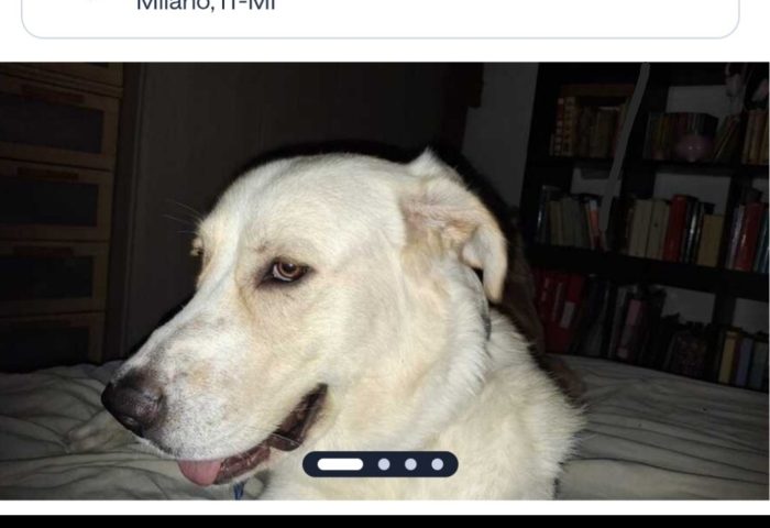 Lord quasi 2anni padrone deceduto MILANO GIAMBELLINO