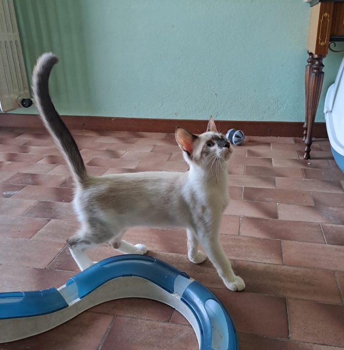 ELEOISE e PENELOPE, adorabili gattine in adozione! - media 8