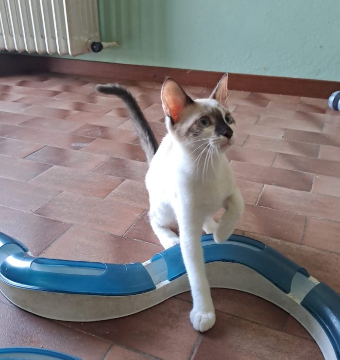 ELEOISE e PENELOPE, adorabili gattine in adozione! - media 7