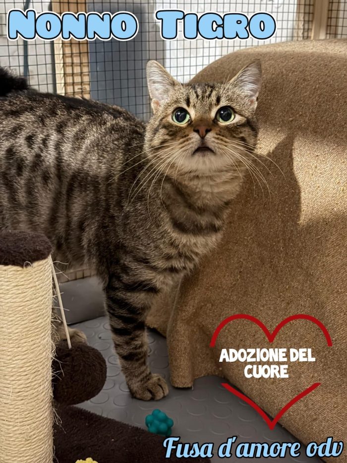 TIGRO, tenero gatto in adozione!