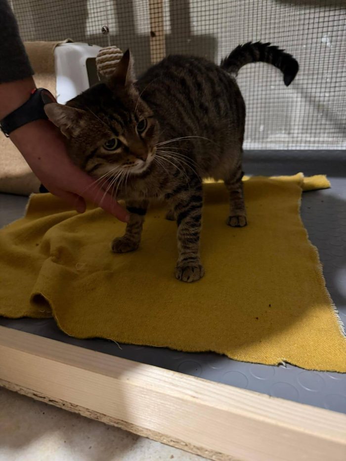 TIGRO, tenero gatto in adozione!
