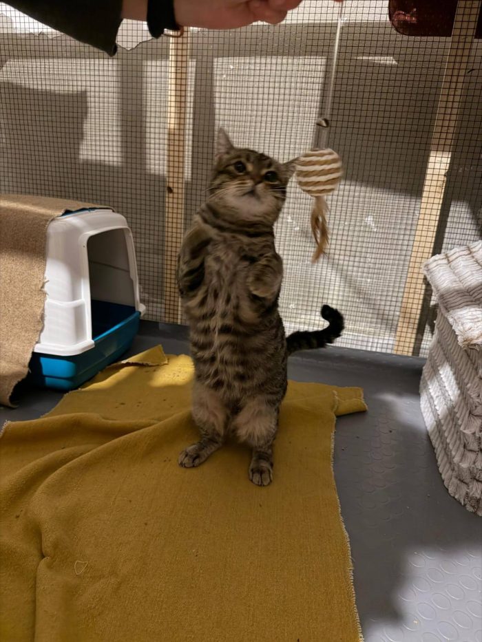 TIGRO, tenero gatto in adozione! - media 4