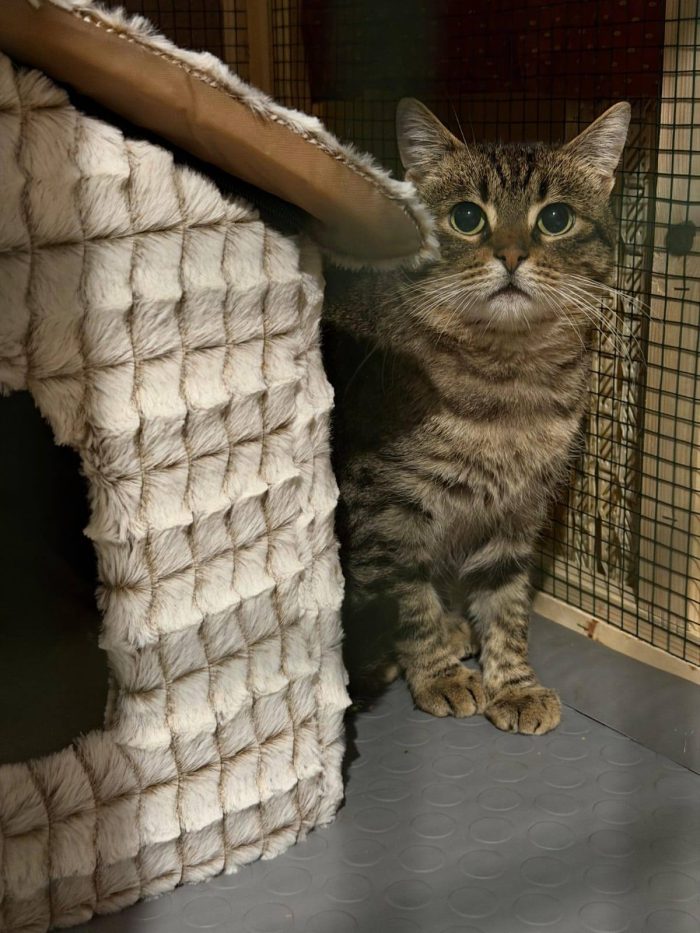 TIGRO, tenero gatto in adozione! - media 5