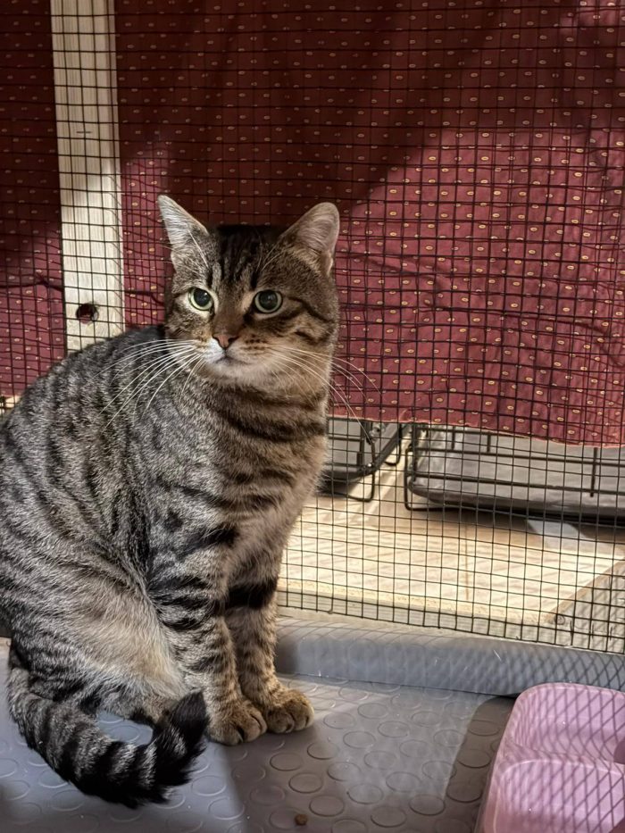 TIGRO, tenero gatto in adozione! - media 6
